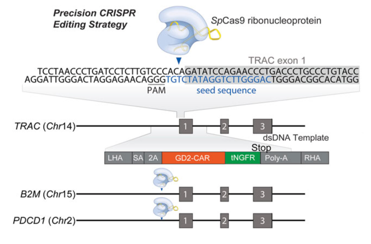 Non-viral expression of chimeric antigen receptors with multiplex gene editing in primary T cells