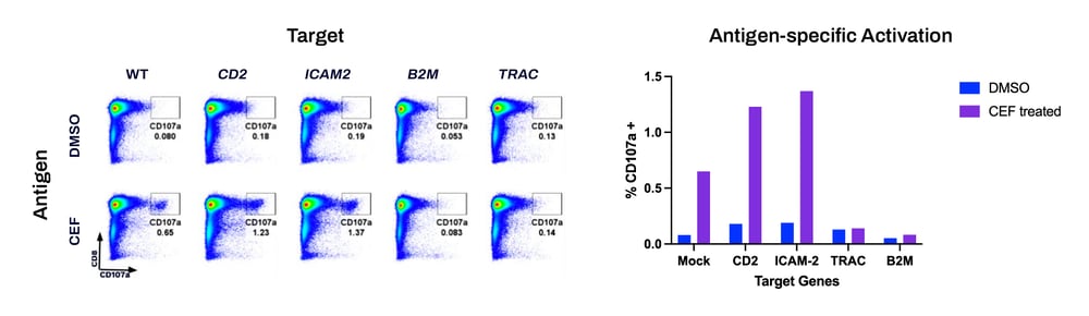 CD8 activation final