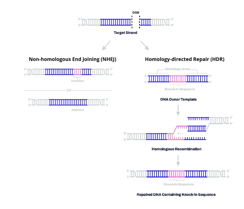 CRISPR methods chart