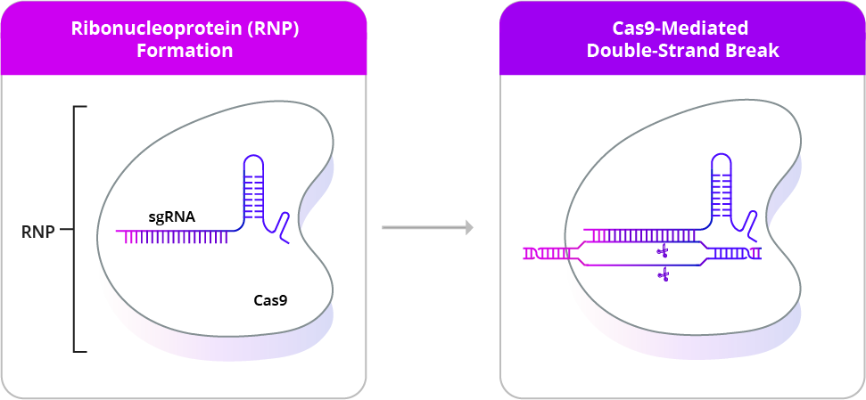  CRISPR ribonucleoprotein (RNP) 