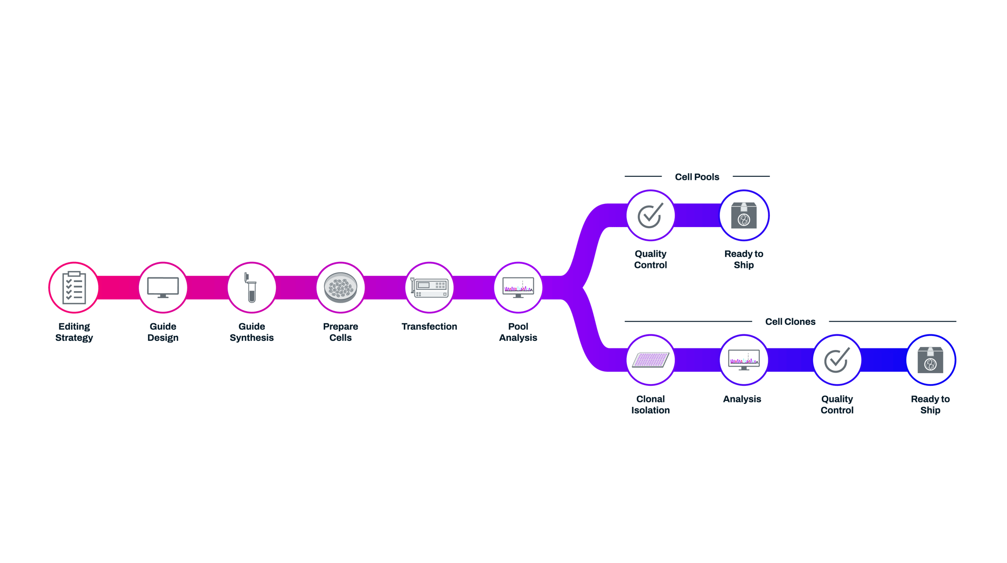 CellPoolsClones_Timeline resized-1