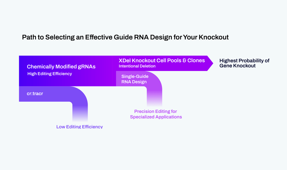 Not Your Average Knockout: Introducing Cell Editing with XDel CRISPR Technology