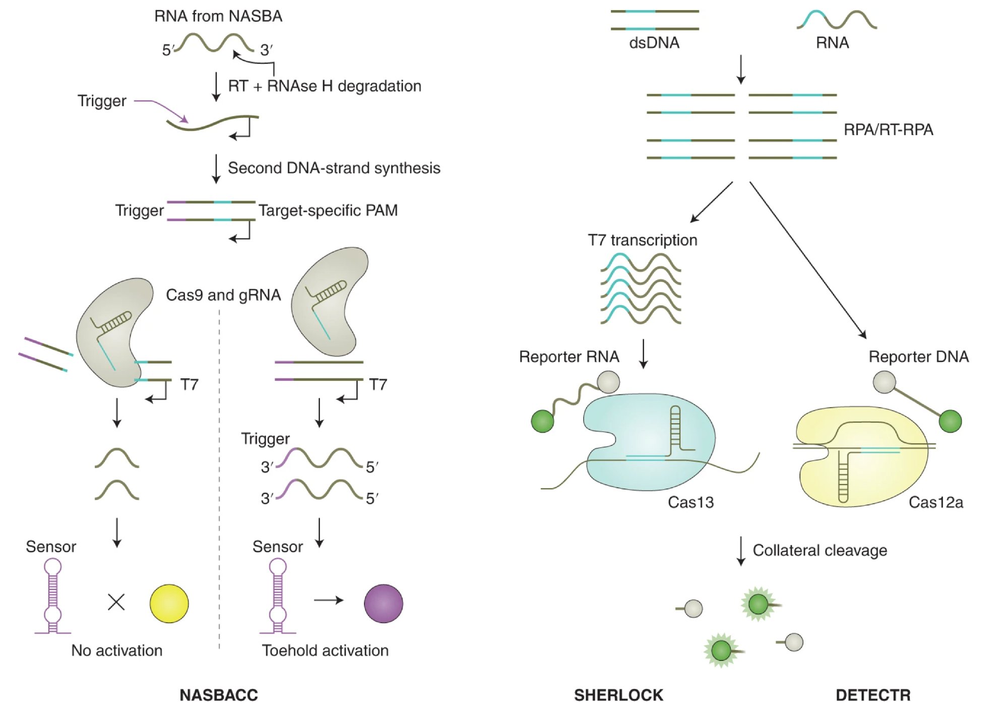 Cleavage of assay reporters by Cas nucleases indicate the presence of RNA or DNA target sequences by SHERLOCK and DETECTR