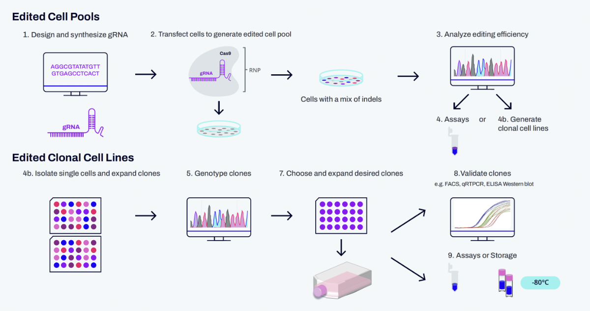 streamlined assay development with engineered cells process