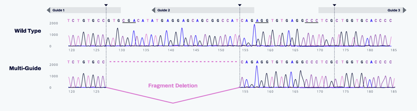 innovative approach to smart guide design for efficient gene disruption