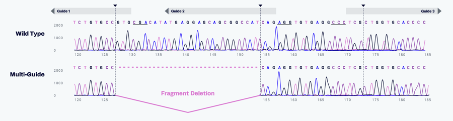 innovative approach to smart guide design for stem cell therapy