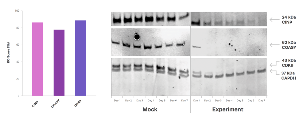 Editing of three genes in HEK293 cells