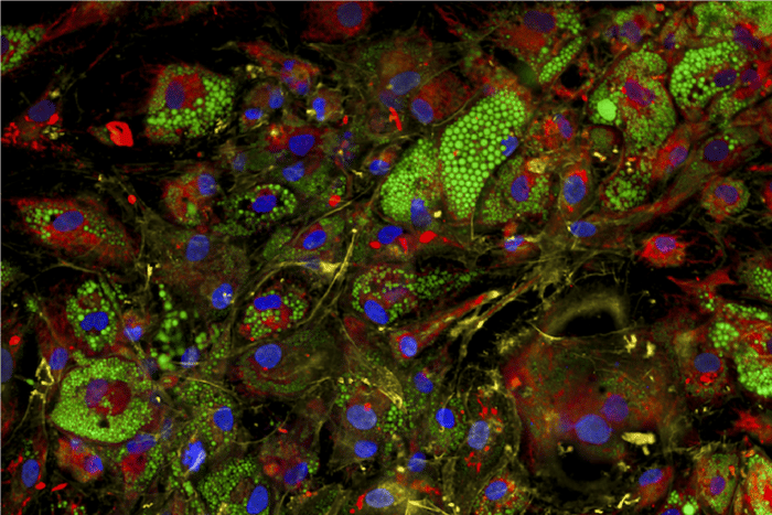 Image-based cellular profiling tools