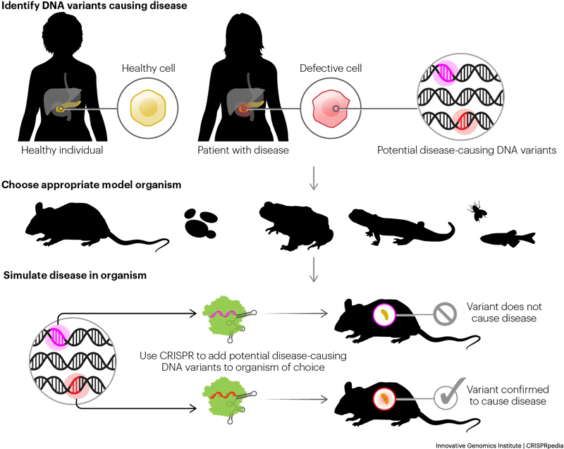 Animal models help researchers understand genetic diseases