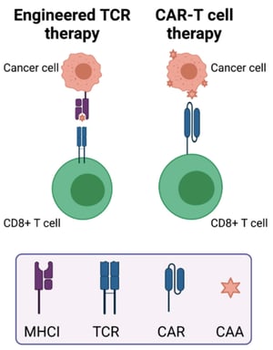 CRISPR integration with engineered TCR therapy and CAR-T cell therapy