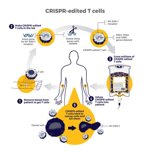 crispr edited t cells process for cancer research and treatment