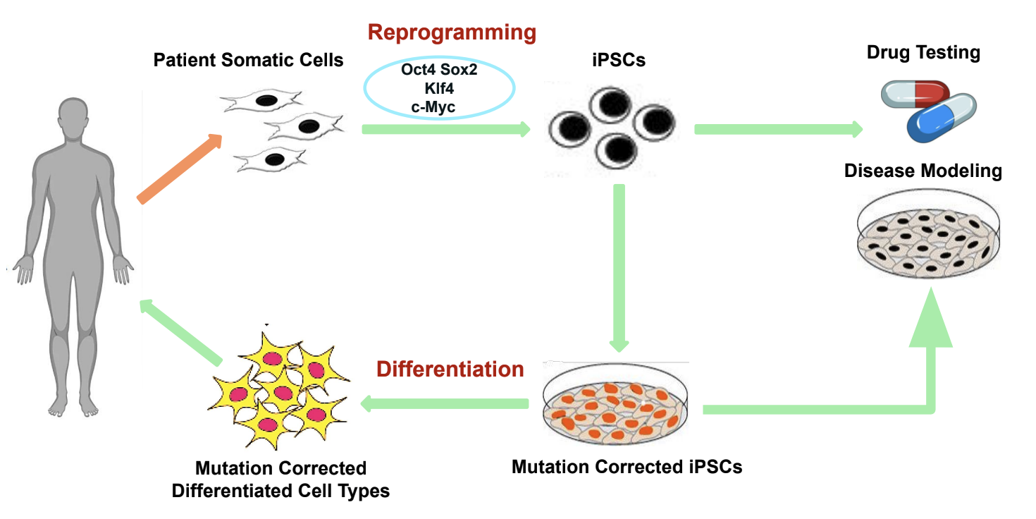 iPSC-based disease modeling for human diseases.